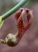 Wine-Glass Vine, Fountain Flower, Parachute Plant clarete Flor