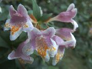 Abelia sārts Zieds