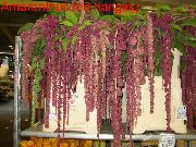 Amaranthus, Love-Lies-Bleeding, Kiwicha clarete Flor