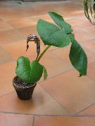 brązowy Rośliny domowe Arisaema Kwiat  zdjęcie