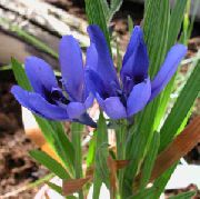 gaiši zils Telpaugi Paviāns Ziedu, Baboon Sakne Zieds (Babiana) foto
