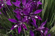 purpurs Telpaugi Paviāns Ziedu, Baboon Sakne Zieds (Babiana) foto