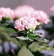 Jasmine Plant, Scarlet Trumpetilla rosa Flor