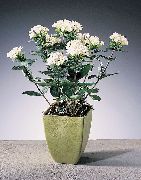 Jasmine Plant, Scarlet Trumpetilla branco Flor