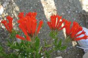 Jasmine Plant, Scarlet Trumpetilla vermelho Flor