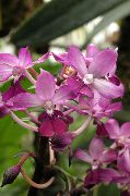 pembe Kapalı bitkiler Calanthe çiçek  fotoğraf