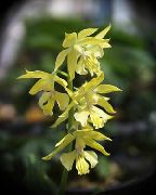 Calanthe κίτρινος λουλούδι