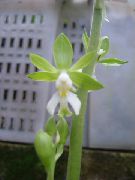 Calanthe grün Blume