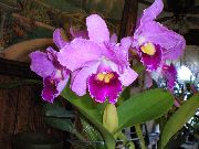 жұпаргүл Үй Өсімдіктер Callanan Гүл (Calanthe) фото