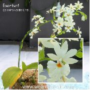 Calanthe branco Flor