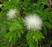 ақ Үй Өсімдіктер Kalliandra Гүл (Calliandra) фото