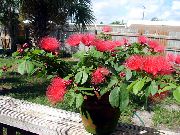 rouge Plantes d'intérieur Rouge Houppette Fleur (Calliandra) photo