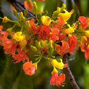 Castanospermum oranžs Zieds
