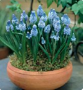 Vīnogu Hiacinte gaiši zils Zieds