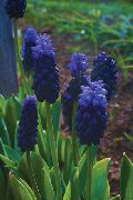 tumši zils Telpaugi Vīnogu Hiacinte Zieds (Muscari) foto