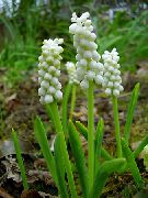 balts Telpaugi Vīnogu Hiacinte Zieds (Muscari) foto