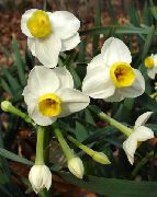 білий Домашні рослини Нарцис Квітка (Narcissus) фото
