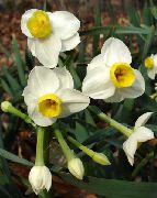 beyaz Kapalı bitkiler Nergis, Dilly Aşağı Daffy çiçek (Narcissus) fotoğraf