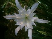 білий Домашні рослини Панкраціум Квітка (Pancratium) фото
