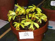 dzeltens Telpaugi Indian Krokuss Zieds (Pleione) foto