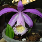 Pleyone жұпаргүл Гүл