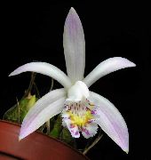 beyaz Kapalı bitkiler Hint Çiğdem çiçek (Pleione) fotoğraf