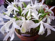 beyaz Kapalı bitkiler Hint Çiğdem çiçek (Pleione) fotoğraf