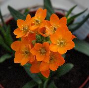orange Plantes d'intérieur Tombantes Étoile De Bethléem Fleur (Ornithogalum) photo