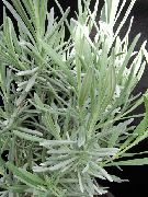 albastru deschis Plante de interior Rozmarin Floare (Rosmarinus) fotografie