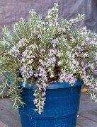 блакитний Домашні рослини Розмарин Квітка (Rosmarinus) фото
