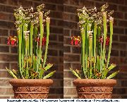 чырвоны Хатнія расліны Саррацения Кветка (Sarracenia) фота