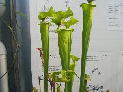 зялёны Хатнія расліны Саррацения Кветка (Sarracenia) фота