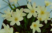 Спараксіс білий Квітка