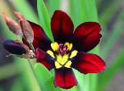 Спараксіс бордовий Квітка