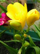 Sparaxis κίτρινος λουλούδι