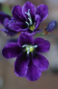 Sparaxis purpurs Zieds