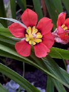    - Sparaxis tricolor (red hybrid)