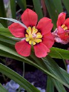 vermelho Plantas de interior Sparaxis Flor foto