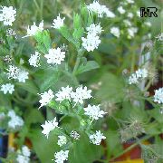 Stevia, Sweet Leaf Of Paraguay, Sweet-Herb, Honey Yerba, Honeyleaf, Candy Leaf branco Flor