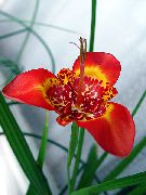 Tigridia, Meksikāņu Apvalks Ziedu sarkans Zieds