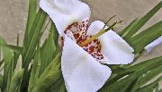 Tigridia, Mexican Shell-Flower branco Flor