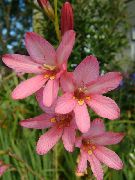 Тритон рожевий Квітка