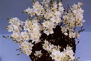 Тритон білий Квітка
