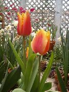 sarkans Telpaugi Tulpe Zieds (Tulipa) foto