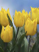 dzeltens Telpaugi Tulpe Zieds (Tulipa) foto