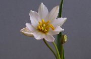 balts Telpaugi Tulpe Zieds (Tulipa) foto