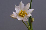 bán Plandaí faoi dhíon Tiúilip Bláth (Tulipa) grianghraf