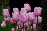 Tulpe rosa Blume