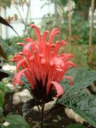 червен Стайни растения Бразилски Струята, Фламинго Цвете  (Jacobinia) снимка