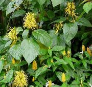 žltý Izbové Rastliny Brazílski Chochol, Plameniak Kvetina  (Jacobinia) fotografie